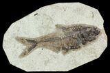 4.9" Fossil Fish (Diplomystus) - Green River Formation - #129563-1